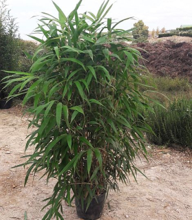 Pseudosasa japonica metake